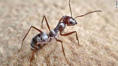 191016111719-03-record-breaking-ants-lar